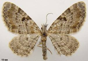 E.analoga