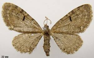 E.assimilata