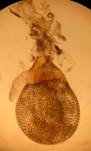 E.assimilata_gen