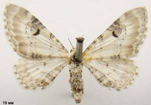 E.centaureata_1