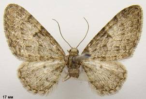 E.dodoneata_1