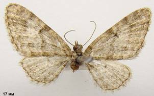 E.dodoneata_2
