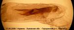 E.dodoneata_17