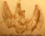 E.dodoneata_17