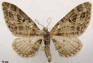 E.exiguata_1