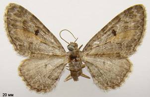 E.icterata_1
