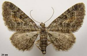 E.icterata_2