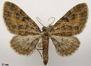 E.icterata_3
