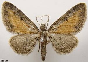 E.icterata_4