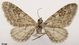 E.nanata