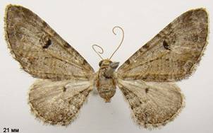 E.pimpinellata