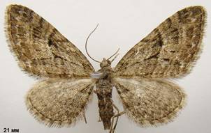 E.pusillata_2