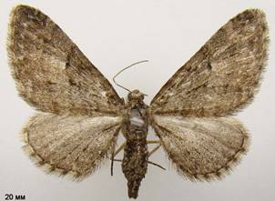 E.pusillata_3