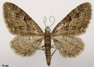 E.pusillata_4