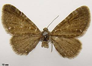 E.pygmaeata_1