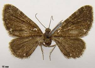 E.pygmaeata_2