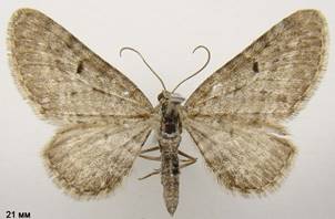 E.satyrata_1
