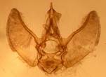 E.satyrata_1_val