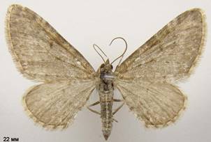 E.satyrata_2