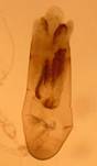 E.satyrata_2_ed