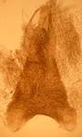E.satyrata_2_pl