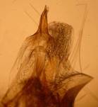 E.satyrata_4_unk