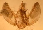 E.satyrata_4_val
