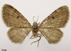 E.selinata