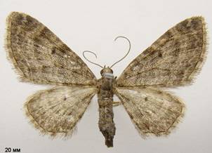 E.subfuscata_1