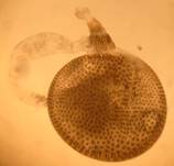 E.subfuscata_1_gen