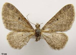 E.subfuscata_2