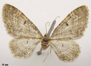 E.subfuscata_3