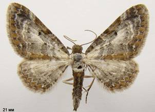 E.succenturiata_1