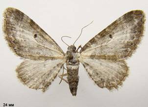 E.succenturiata_2