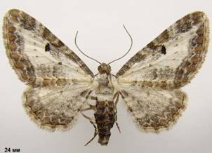 E.succenturiata_3