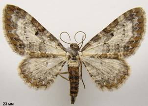 E.succenturiata_4