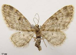 E.tantillaria_1