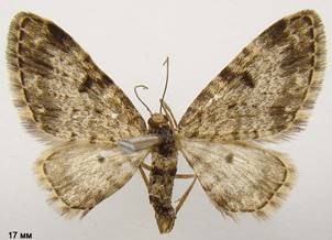 E.tantillaria_2