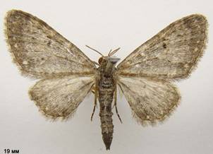 E.tripunctaria_1
