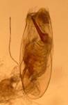 E.tripunctaria_1_ed