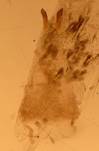 E.tripunctaria_1_pl