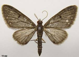 E.tripunctaria_2