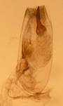 E.tripunctaria_2_ed