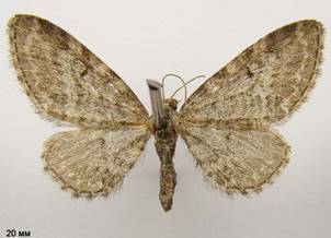 E.vulgata_1