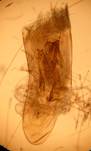 E.vulgata_1_ed