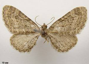E.vulgata_2