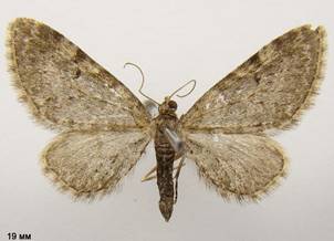 E.vulgata_3