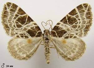 E.reticulata_1