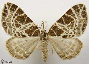 E.reticulata_2