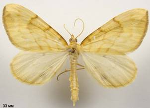 G.pyraliata_2